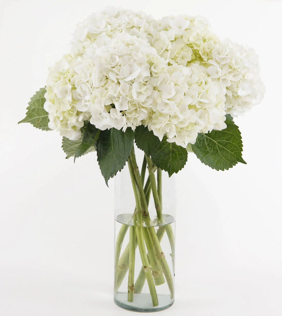 White Hydrangea Vase