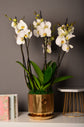 Luxury White orchid plant