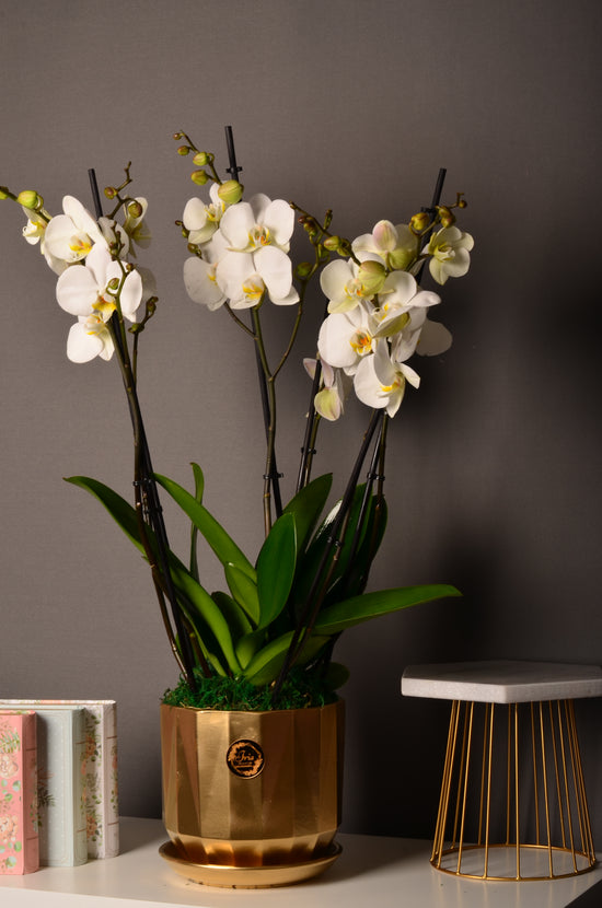 Luxury White orchid plant